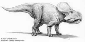 protoceratops 