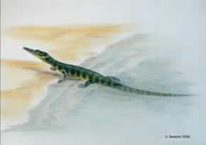 Askeptosaurus 