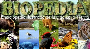 animales