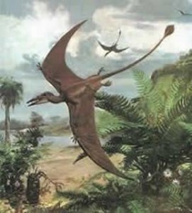 Dorygnathus 