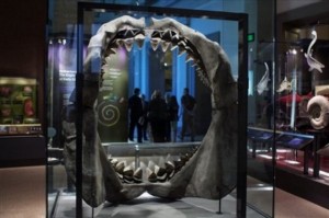 megalodon